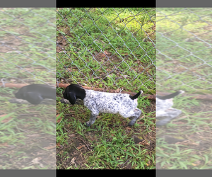 German Shorthaired Pointer Puppy for sale in ACME, PA, USA