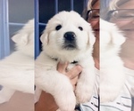 Small Photo #23 Great Pyrenees Puppy For Sale in MYAKKA CITY, FL, USA