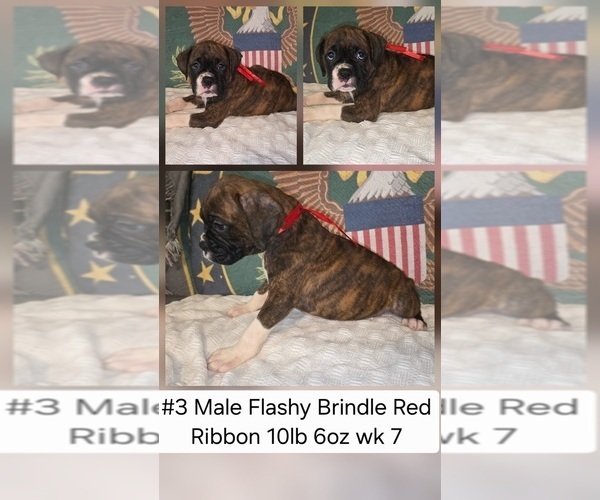 Medium Photo #1 Boxer Puppy For Sale in LINN GROVE, IN, USA