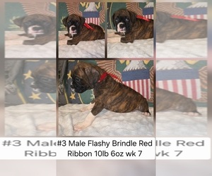 Boxer Puppy for sale in LINN GROVE, IN, USA