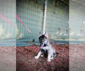 Siberian Husky Puppy for sale in HEMET, CA, USA