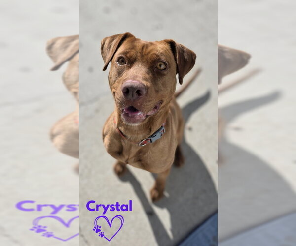 Medium Photo #24 American Pit Bull Terrier-American Staffordshire Terrier Mix Puppy For Sale in Monte Vista, CO, USA