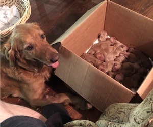 Mother of the Golden Retriever puppies born on 04/16/2021