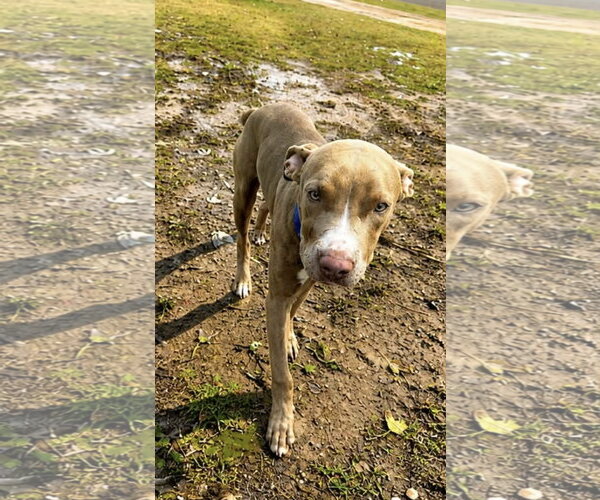 Medium Photo #3 American Pit Bull Terrier Puppy For Sale in Southbury, CT, USA