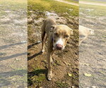 Small Photo #3 American Pit Bull Terrier Puppy For Sale in Southbury, CT, USA