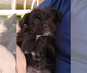 Chihuahua-Shorkie Tzu Mix Puppy for sale in KANNAPOLIS, NC, USA