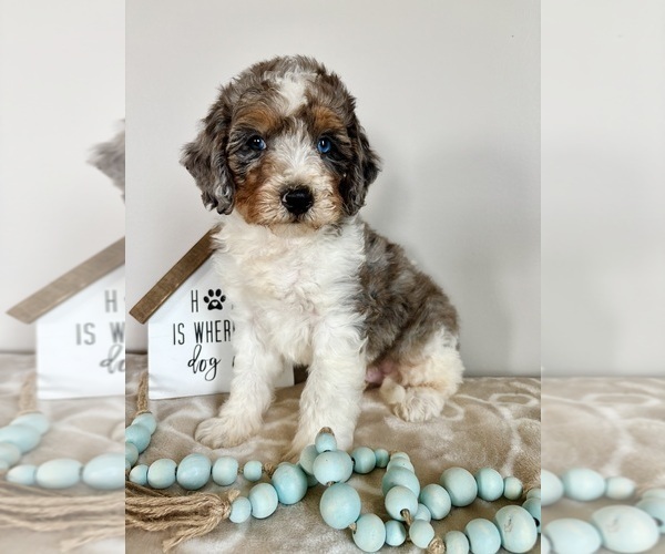 Medium Photo #3 Miniature Bernedoodle-Poodle (Miniature) Mix Puppy For Sale in INDIANAPOLIS, IN, USA