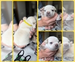 Small #5 French Bulldog