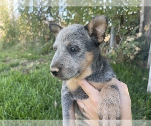 Australian Cattle Dog Puppy for Sale in CHERRY VALLEY, California USA