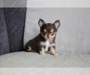 Chihuahua Puppy for sale in EMPIRE STATE, NY, USA