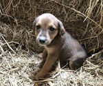 Small Photo #1 Australian Cattle Dog-Labrador Retriever Mix Puppy For Sale in KALONA, IA, USA
