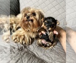 Small #4 Yorkshire Terrier