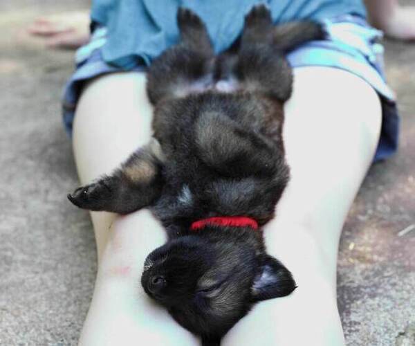 Medium Photo #37 German Shepherd Dog Puppy For Sale in REDFIELD, AR, USA