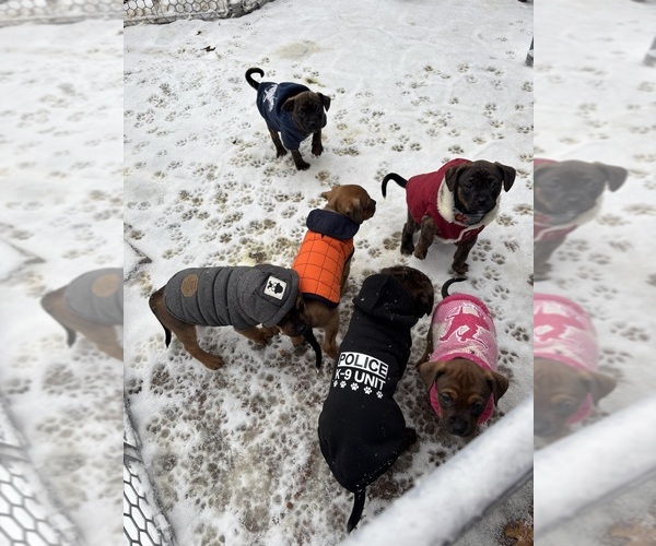 Medium Photo #1 Boxer-Rat Terrier Mix Puppy For Sale in POUGHKEEPSIE, NY, USA