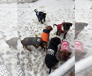 Boxer-Rat Terrier Mix Puppy for sale in POUGHKEEPSIE, NY, USA