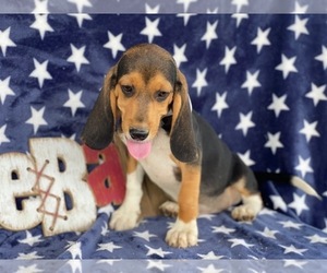 Beagle Puppy for sale in LANCASTER, PA, USA
