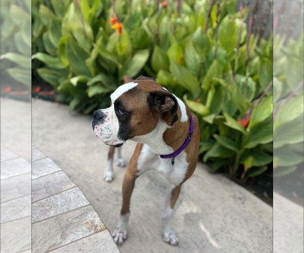 Medium Photo #5 Boxer Puppy For Sale in  Katy, TX, USA