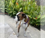 Small #4 Boxer