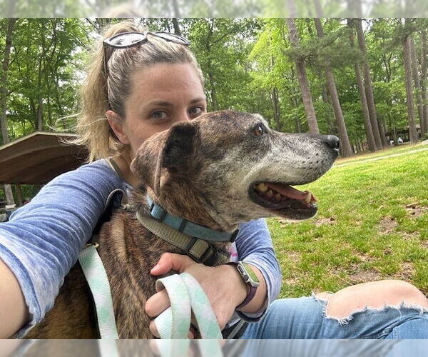 Medium Photo #3 Plott Hound-Unknown Mix Puppy For Sale in Virginia Beach, VA, USA