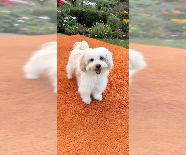 Medium Photo #5 Maltese Puppy For Sale in Weston, FL, USA