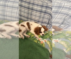 Cavalier King Charles Spaniel Dogs for adoption in DANVILLE, VA, USA