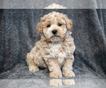 Small Bichpoo
