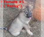 Small #4 German Shepherd Dog-Siberian Husky Mix