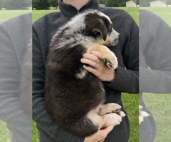 Medium Photo #5 German Shepherd Dog Puppy For Sale in OSTRANDER, OH, USA