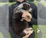 Small #4 German Shepherd Dog