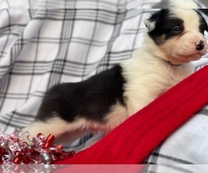 Border Collie Puppy for sale in KNOXVILLE, TN, USA