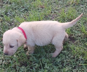 Labrador Retriever Puppy for sale in MIAMI, FL, USA