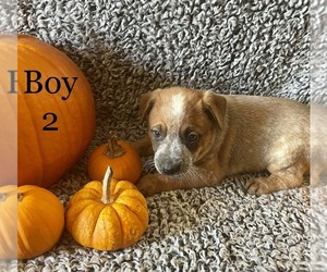 Australian Cattle Dog Puppy for sale in PLANT CITY, FL, USA