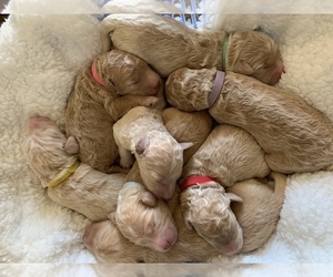 Goldendoodle Puppy for sale in BENNETT, CO, USA