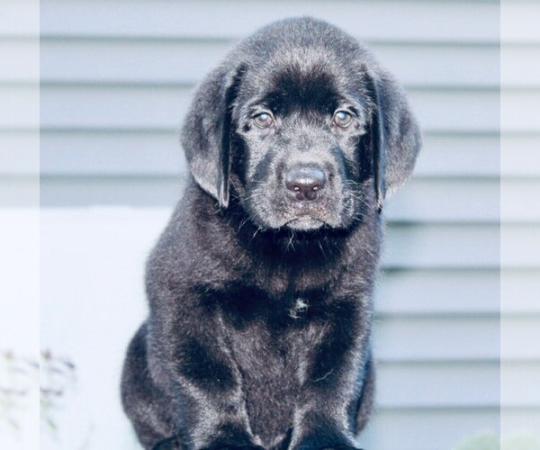 Medium Photo #15 Labrador Retriever Puppy For Sale in HAMPSTEAD, NC, USA