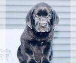 Small #14 Labrador Retriever