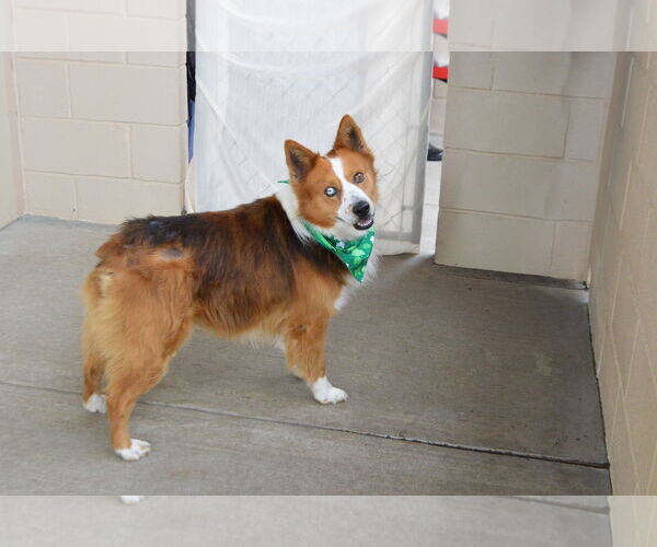 Medium Photo #2 Mutt Puppy For Sale in McKinney, TX, USA