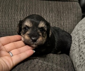 YorkiePoo Puppy for sale in JEFFERSONVILLE, IN, USA