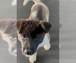Small Akita