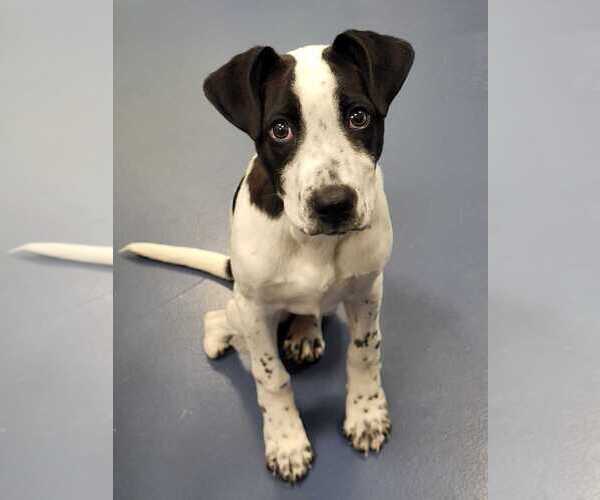 Medium Photo #2 Lab-Pointer Puppy For Sale in Raleigh, NC, USA