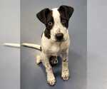 Small #1 Lab-Pointer