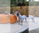 Puppy Puppy 2 Australian Cattle Dog
