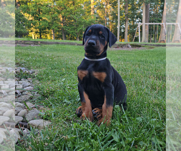 Medium Photo #43 Doberman Pinscher Puppy For Sale in FORT LAUDERDALE, FL, USA