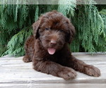 Small #5 Labradoodle