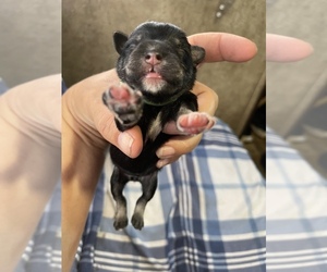 Schnauzer (Miniature) Puppy for sale in CLOUD LAKE, FL, USA