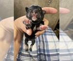Small Photo #1 Schnauzer (Miniature) Puppy For Sale in CLOUD LAKE, FL, USA