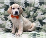 Small Photo #6 Labrador Retriever Puppy For Sale in LAKELAND, FL, USA