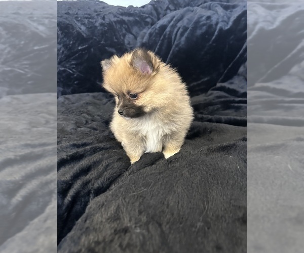 Medium Photo #2 Pomeranian Puppy For Sale in TEMECULA, CA, USA