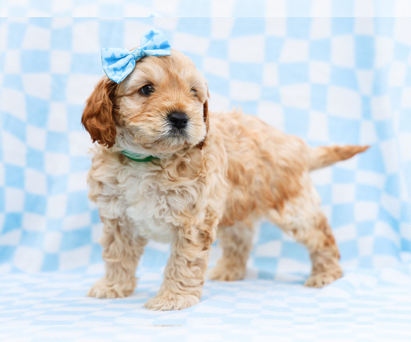 Medium Photo #3 Cavapoo mix (+ Poodle Miniature) Puppy For Sale in LIBERTY, KY, USA