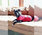 Small #5 Pug Mix