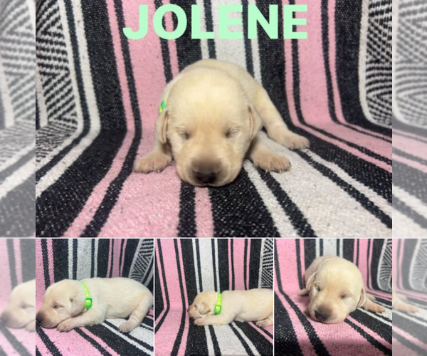 Medium Photo #1 Labrador Retriever Puppy For Sale in LIMESTONE, TN, USA